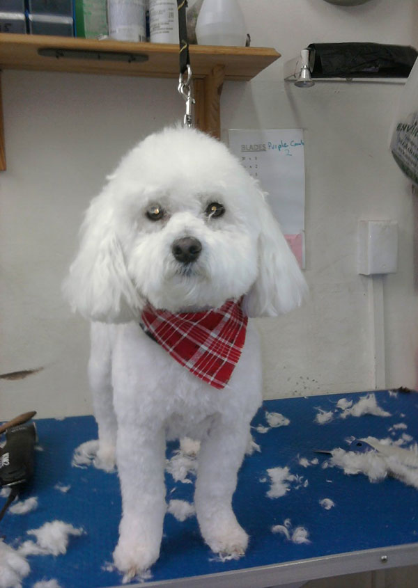 Gallery Top Dog Grooming
